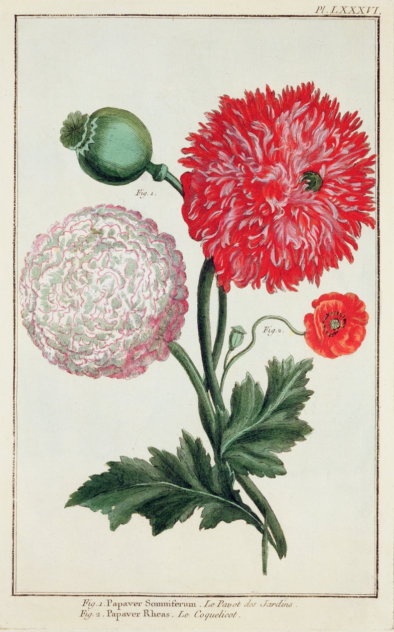 Papaver somniferum और Papaver rheas को जर्मन स्कूल ने 18 वीं शताब्दी में उत्कीर्ण किया द्वारा तुलसी बेस्लर