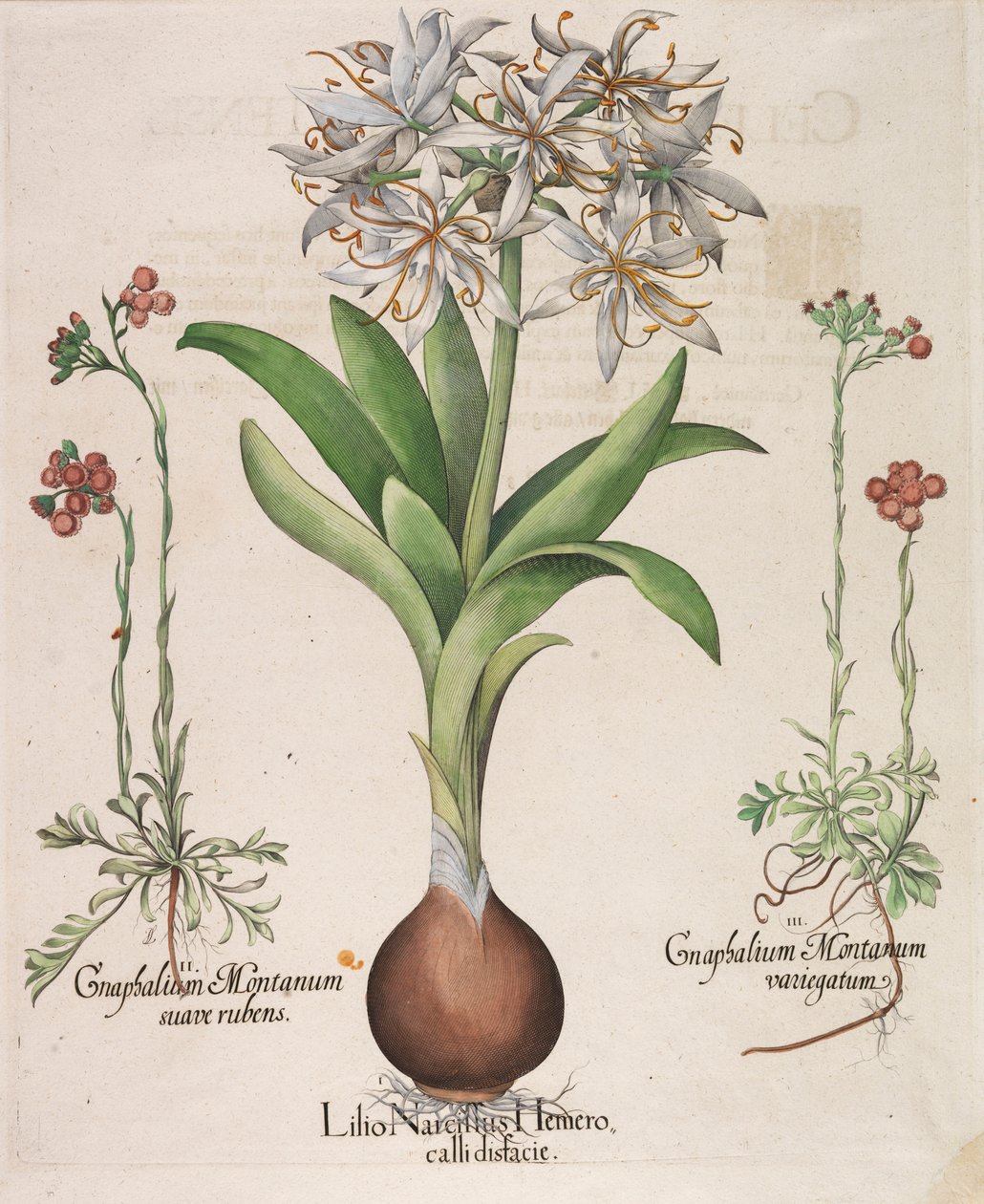 Narcissus, लिली, Hemerocallis, 1613। द्वारा तुलसी बेस्लर