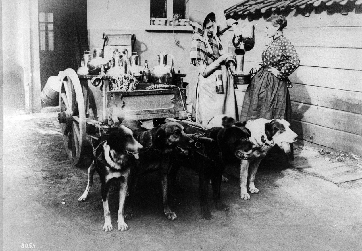 ब्रसेल्स में एक डॉगकार्ट बेचना दूध, c.1890s द्वारा बेल्जियम का फोटोग्राफर