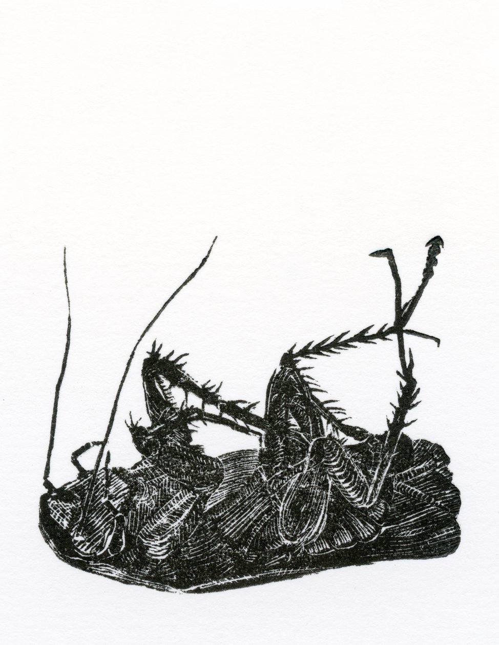 डेड कॉकरोच, 2014, (कागज पर उकेरी गई लकड़ी) द्वारा बेला लार्सन