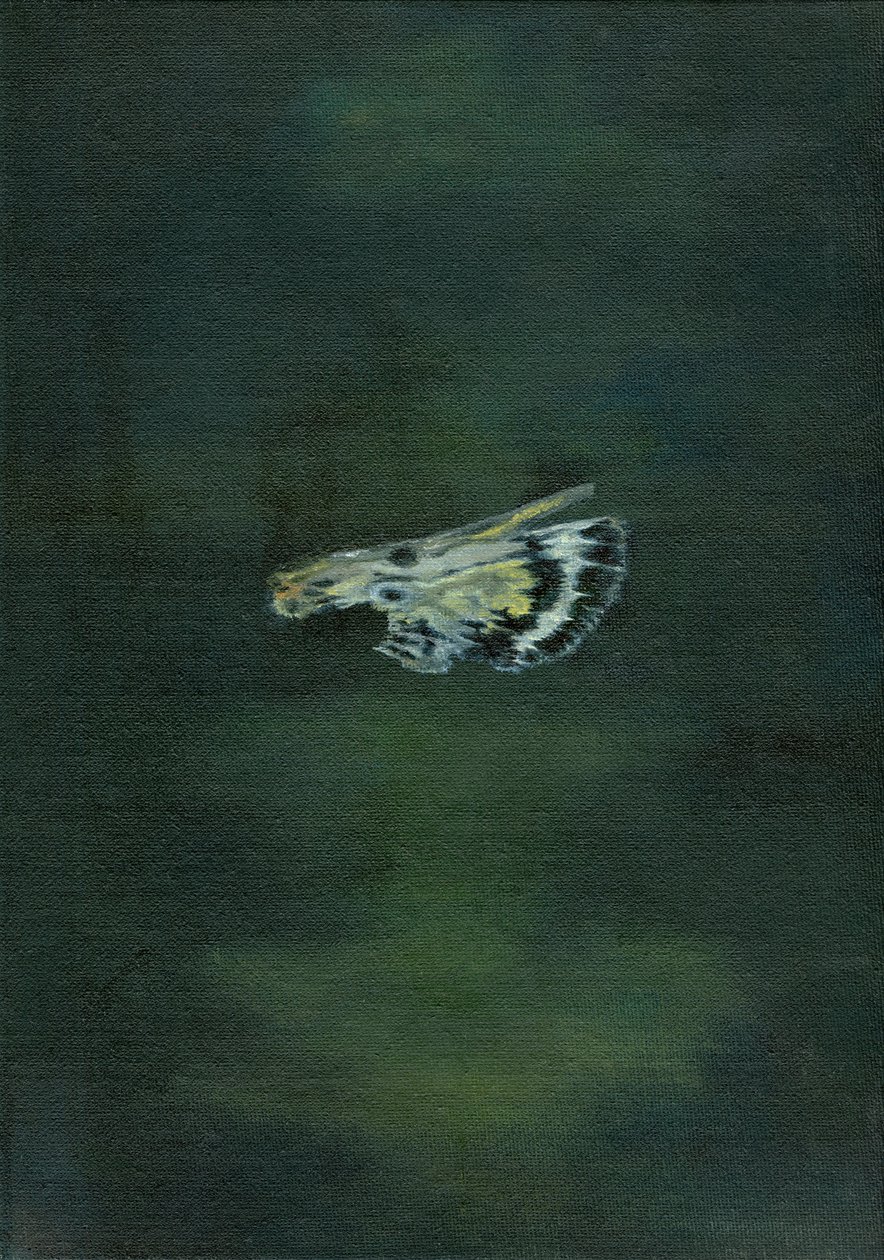 मोथ विंग, 2014, द्वारा बेला लार्सन