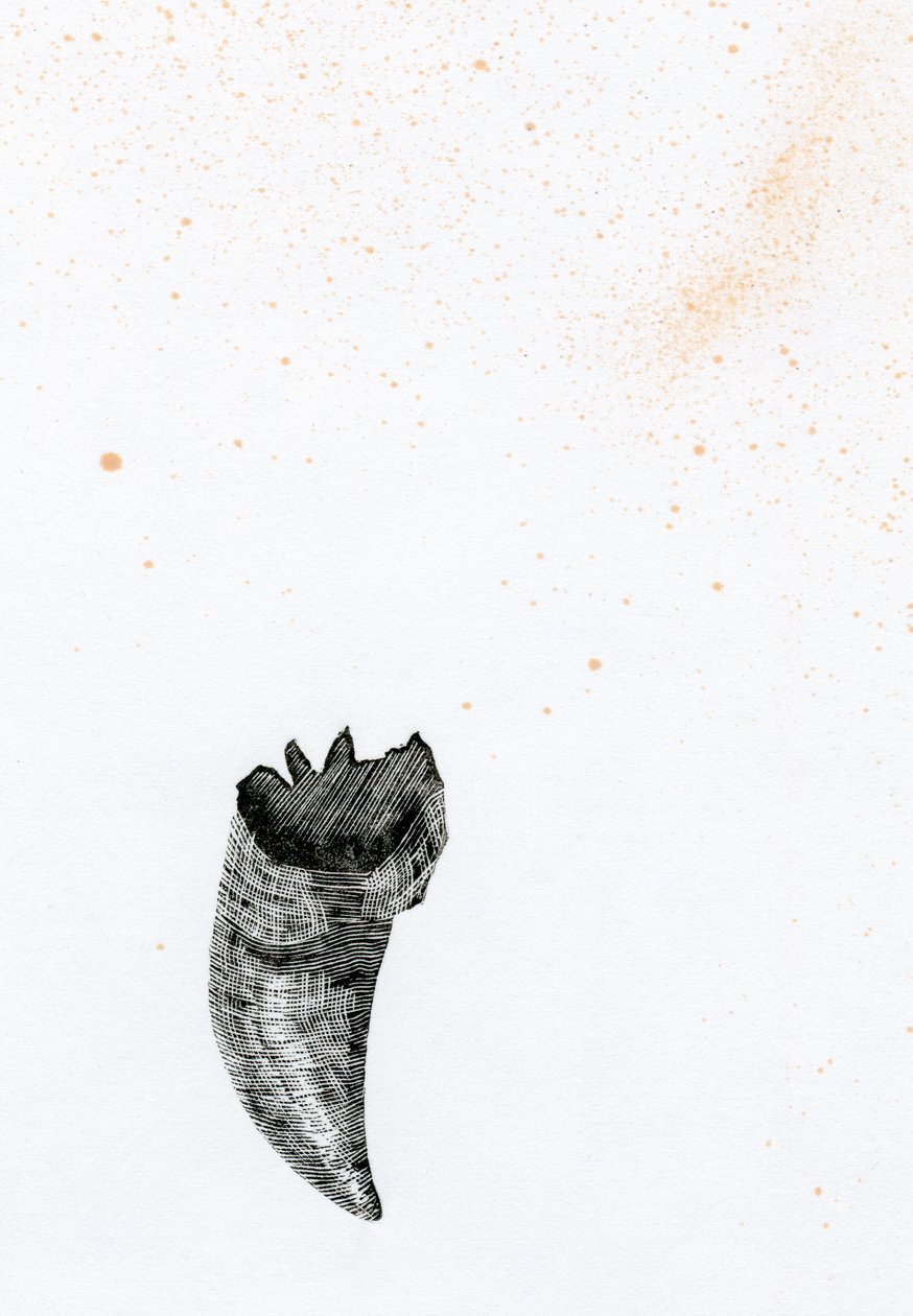 टूथ {फे-एरी डस्ट}, 2014 (लकड़ी की नक्काशी और स्याही कागज पर द्वारा बेला लार्सन