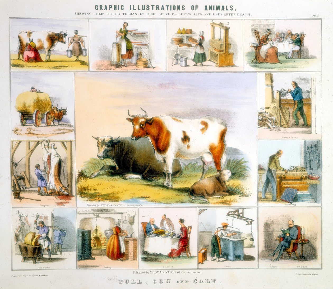 द काउ, c1850 द्वारा बेंजामिन वॉटरहाउस हॉकिन्स