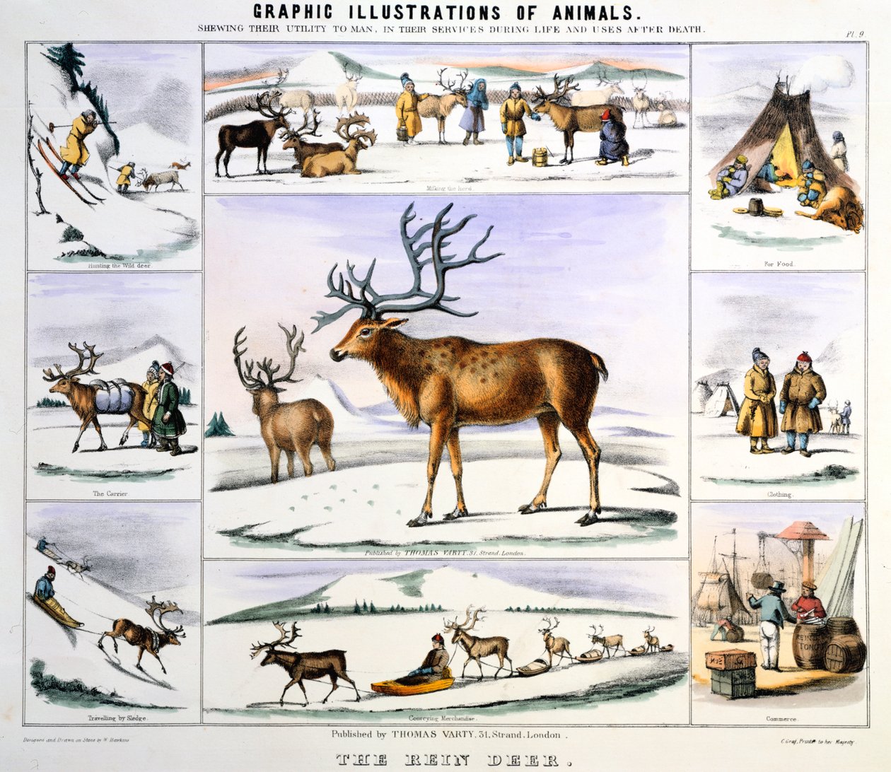 द रीन डियर, c1850 द्वारा बेंजामिन वॉटरहाउस हॉकिन्स