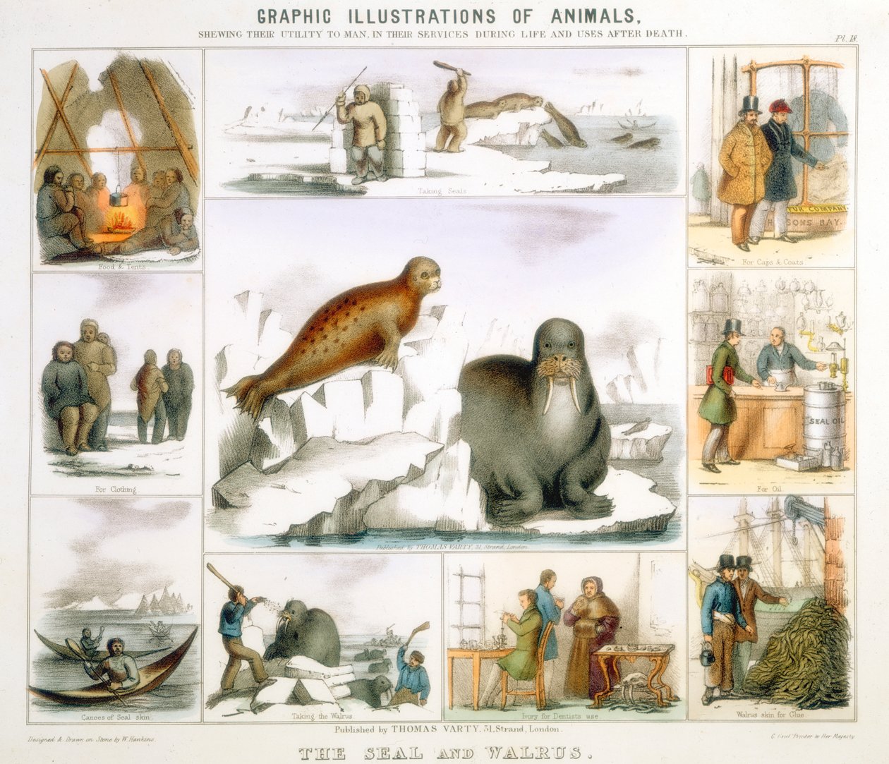 सील और वालरस, c1850 द्वारा बेंजामिन वॉटरहाउस हॉकिन्स