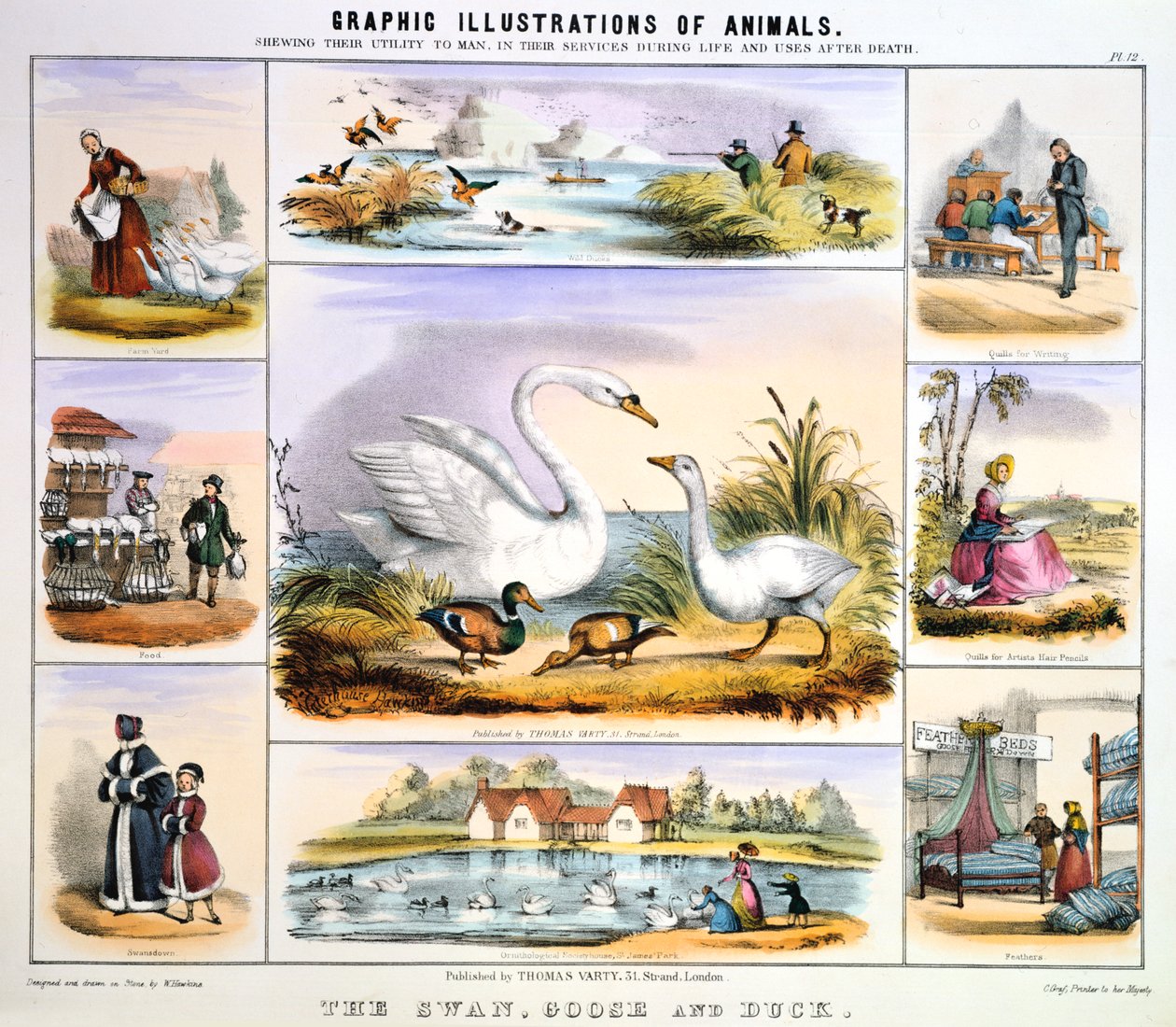हंस, हंस और बतख, c1850 द्वारा बेंजामिन वॉटरहाउस हॉकिन्स