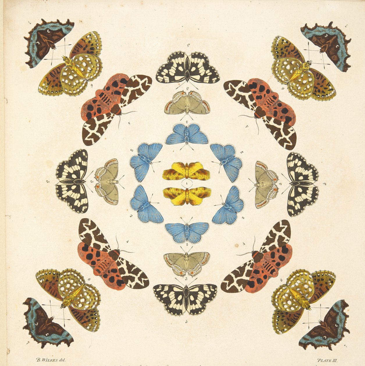 तितलियों और पतंगों के एक दुर्लभ डिप्रेशन से प्लेट III का विस्तार, पब। 1764 (हाथ के रंग का उत्कीर्णन) द्वारा बेंजामिन विल्क्स