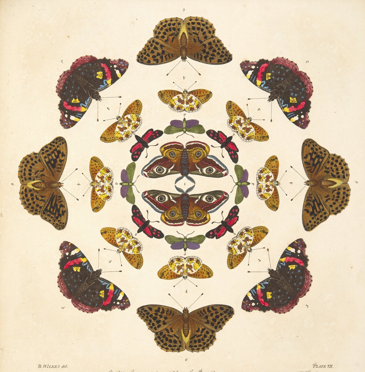 तितलियों और पतंगों के एक दुर्लभ डिप्रेशन से प्लेट VII से विस्तार, पब। 1764 (हाथ के रंग का उत्कीर्णन) द्वारा बेंजामिन विल्क्स