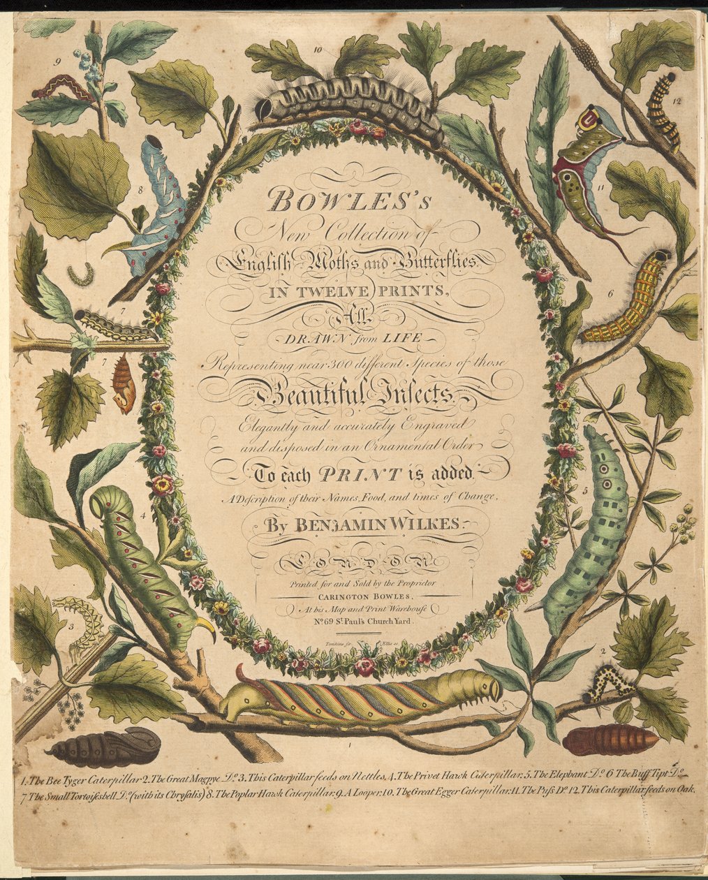 फ्रंटस्पिलीन, ए रेयर डिप्रेशन ऑफ बटरफ्लाइज़ एंड मोथ्स, पब से। 1764 (हाथ के रंग का उत्कीर्णन) द्वारा बेंजामिन विल्क्स