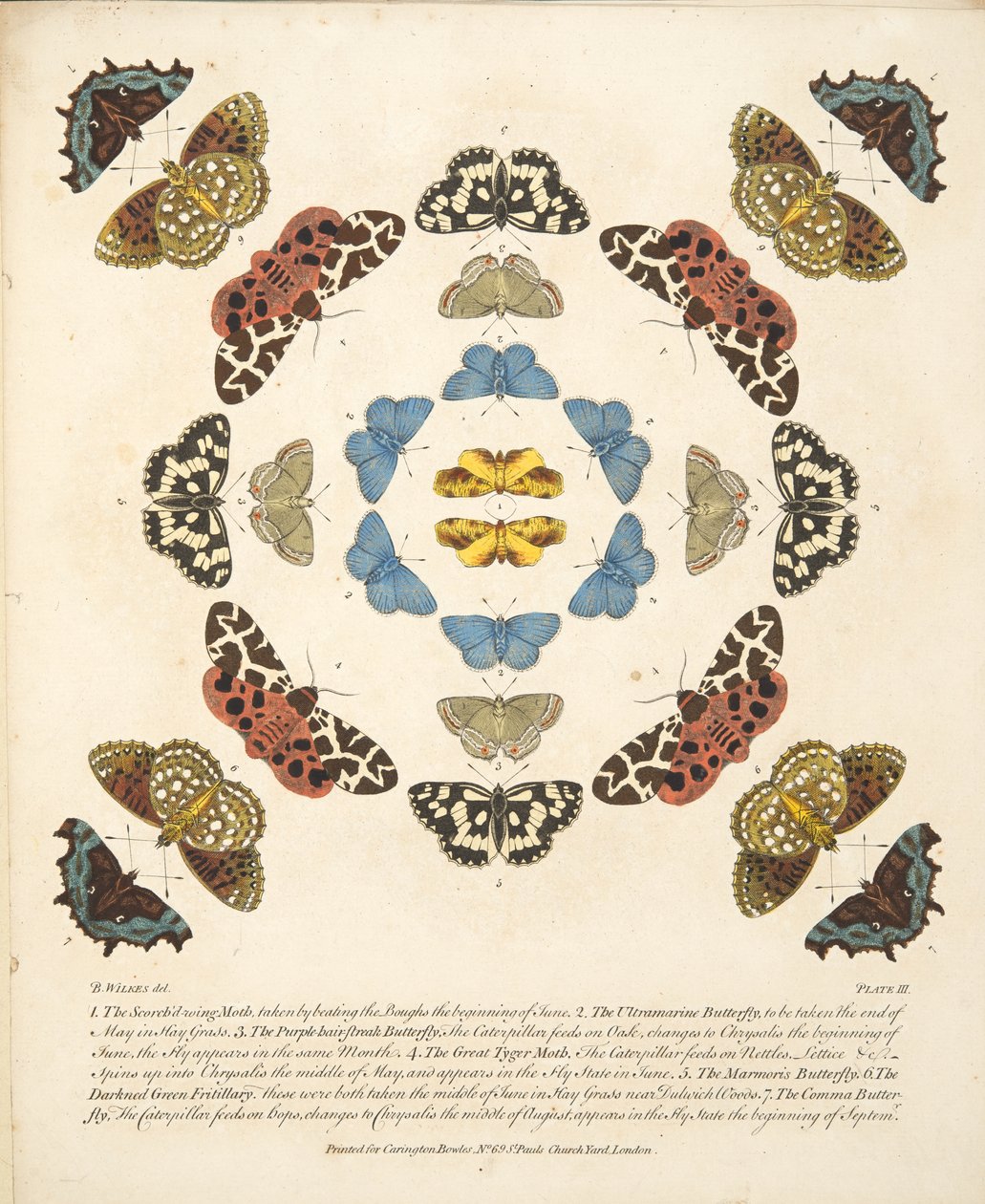 तितलियों और पतंगों के एक दुर्लभ चित्रण से प्लेट III, पब। 1764 (हाथ के रंग का उत्कीर्णन) द्वारा बेंजामिन विल्क्स