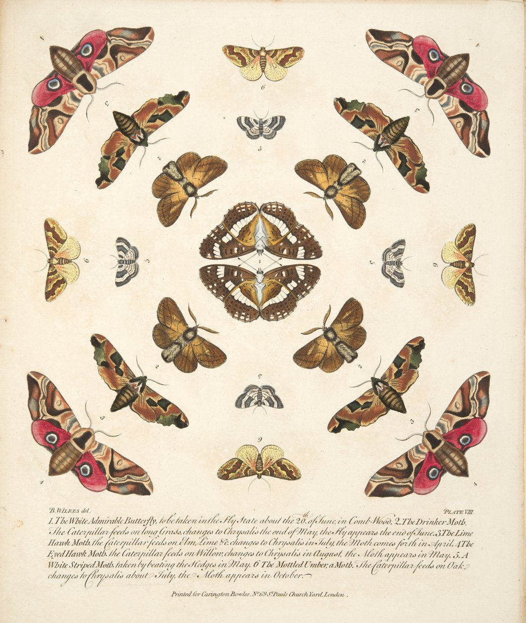 तितलियों और पतंगों के एक दुर्लभ चित्रण से प्लेट VIII, पब। 1764 (हाथ के रंग का उत्कीर्णन) द्वारा बेंजामिन विल्क्स
