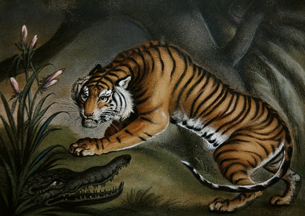 बाघ और मगरमच्छ, c.1810 (बोर्ड पर रेत की तस्वीर) द्वारा बेंजामिन सेबल