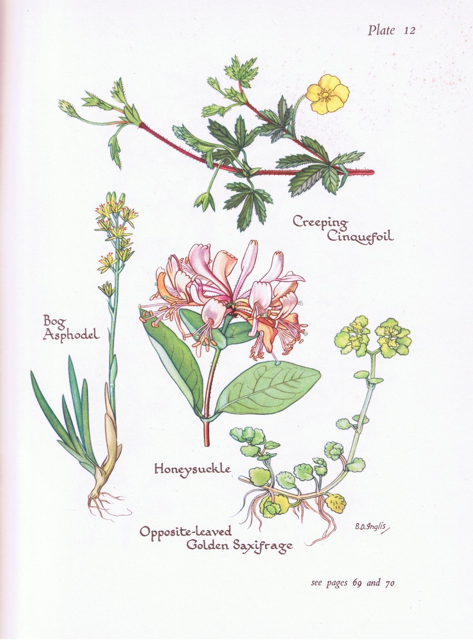 क्रीपिंग सिनेफिल, बोग एस्फोडेल, हनीसकल या वुडबाइन, ऑपोजिट -Leaved Golden Saxifrage द्वारा बेसी डी। इंगलिस