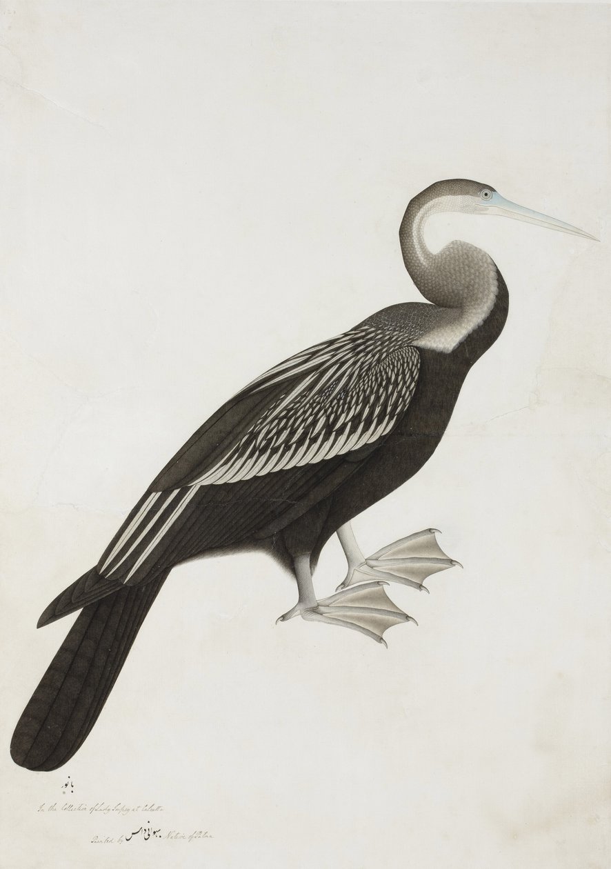 इंडियन डार्टर या स्नेक-बर्ड (एन्हिंगा मेलानोगास्टर), c.1780 (कागज पर अपारदर्शी wc) द्वारा भवानी दास