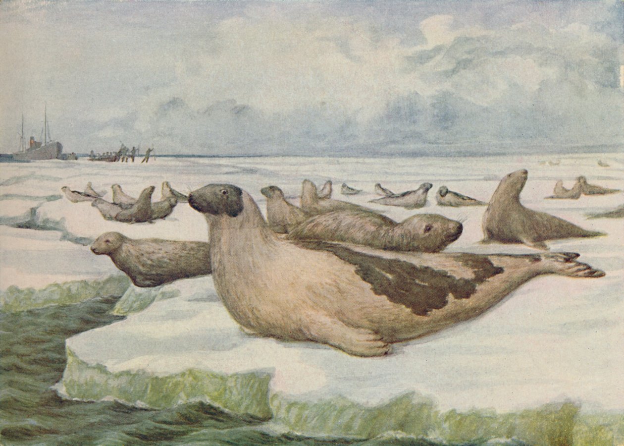 'सील-हंटिंग, न्यूफ़ाउंडलैंड', 1916 द्वारा सीजी लोथर