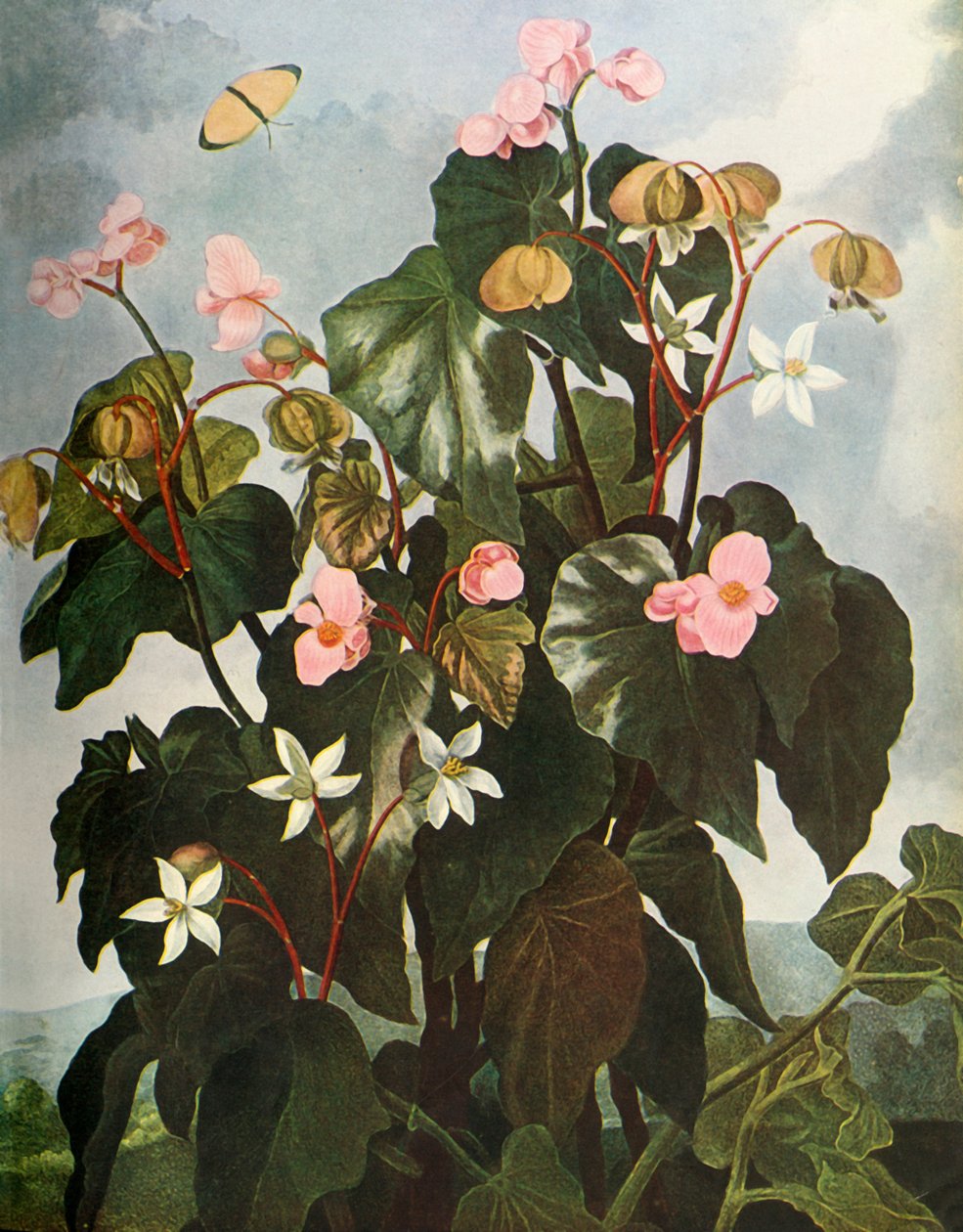 ओब्लिक-लीव्ड बेगोनिया, c1800, 1948। द्वारा काल्डवेल