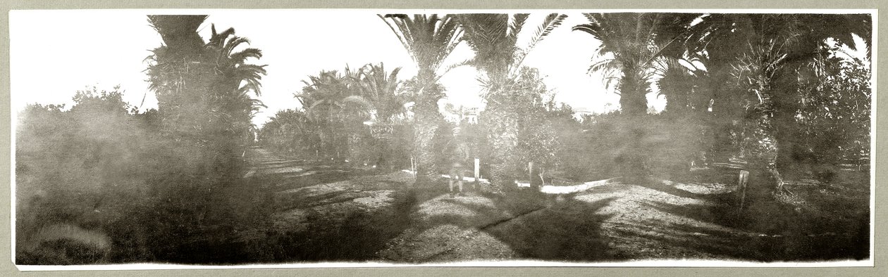 पाम ग्रोव, c.1917-18 द्वारा कैप्टन। आर्थर रोड्स