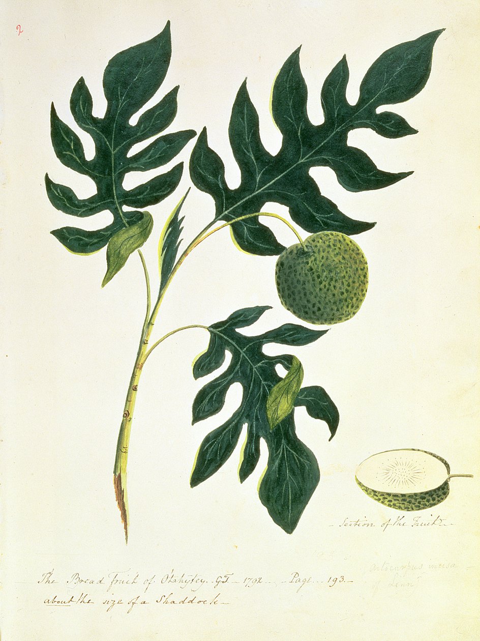 ओटाहाइटी का रोटी फल, 1792 द्वारा कैप्टन जॉर्ज टोबिन
