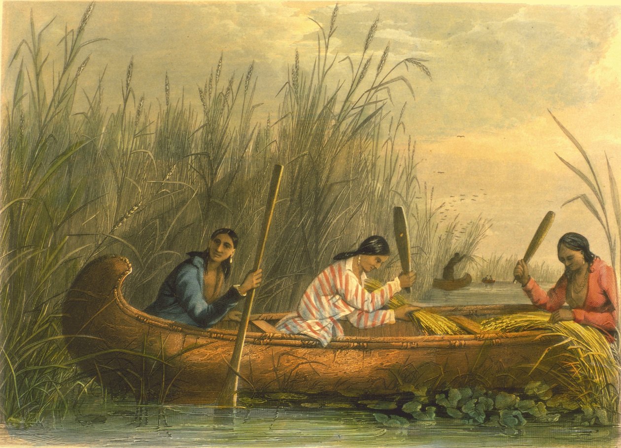 जंगली चावल इकट्ठा करना, 1853 द्वारा कप्तान सेठ ईस्टमैन