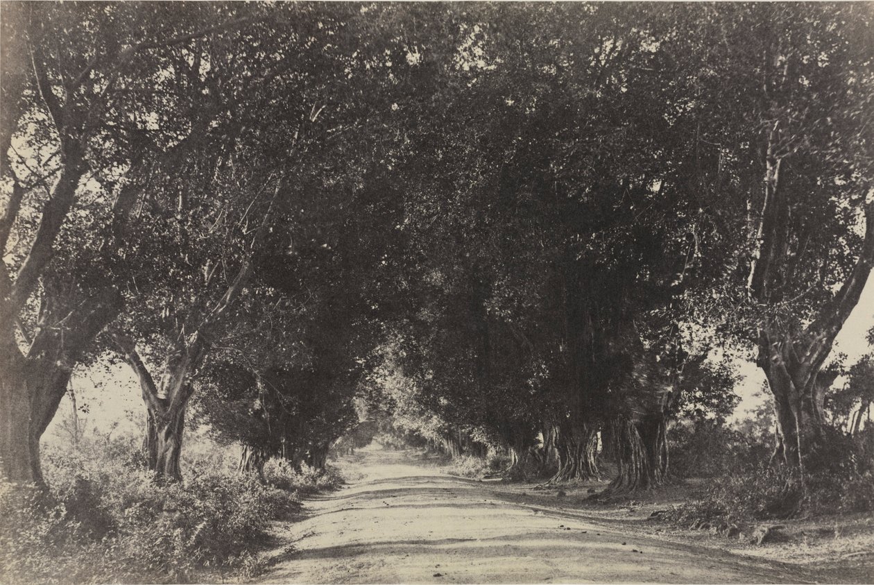 एवेन्यू ऑफ द बानियन ट्रीज़, शेरिंगम, भारत, 1858। द्वारा कैप्टन लिनिअस ट्रिपे
