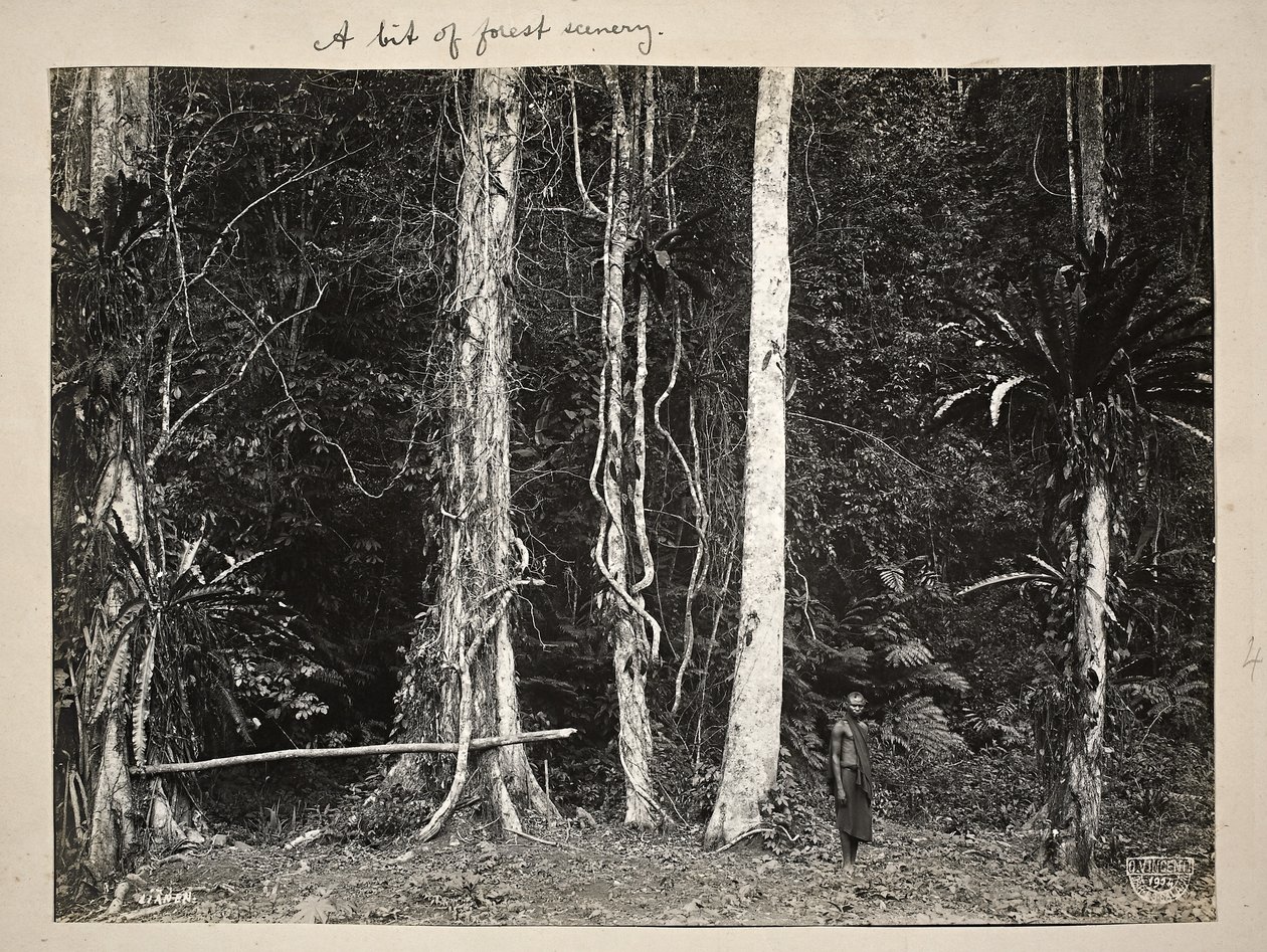 लियान, या चढ़ाई वाले पौधे, 1904 (प्लैटिनम प्रिंट) द्वारा कार्ल विंसेंटी