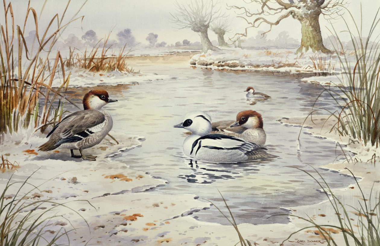 Smew (wc) द्वारा कार्ल डोनर