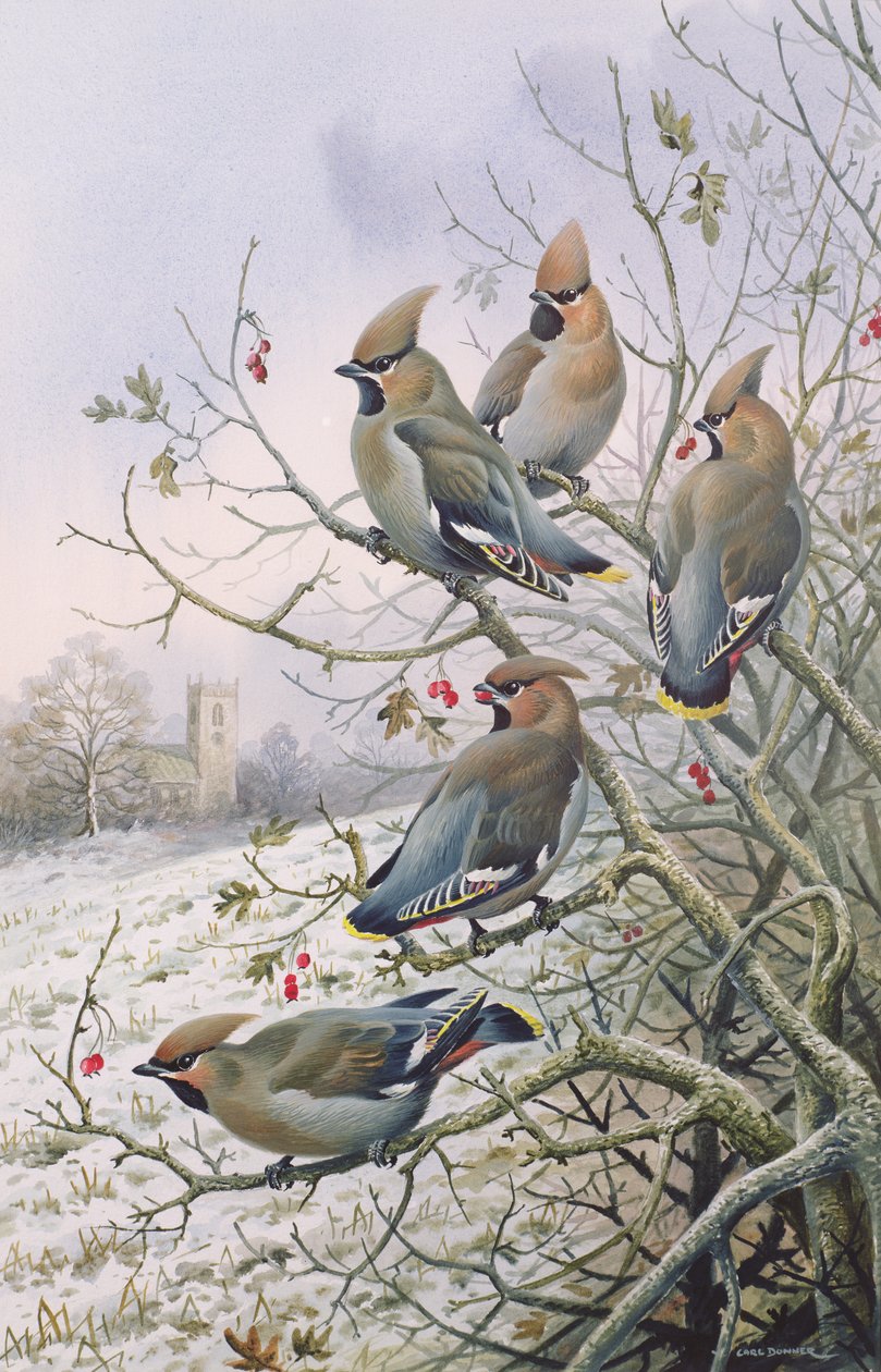 Waxwings द्वारा कार्ल डोनर