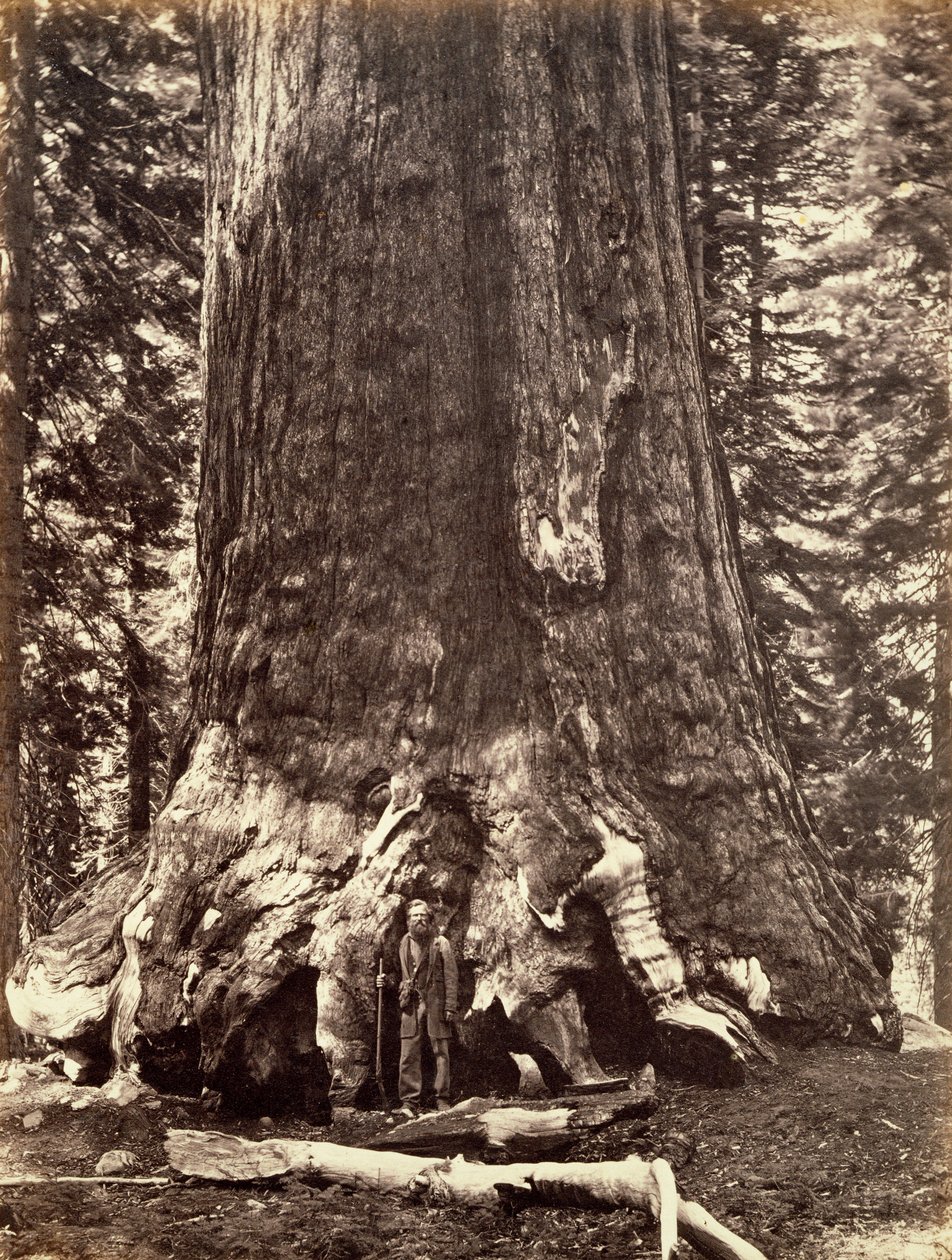 ग्रिजली जाइंट का बेस, जाइंट सिकोइया ट्री, योसेमाइट, कैलिफोर्निया, 1868 द्वारा कार्लटन एम्मन्स वॉटकिंस