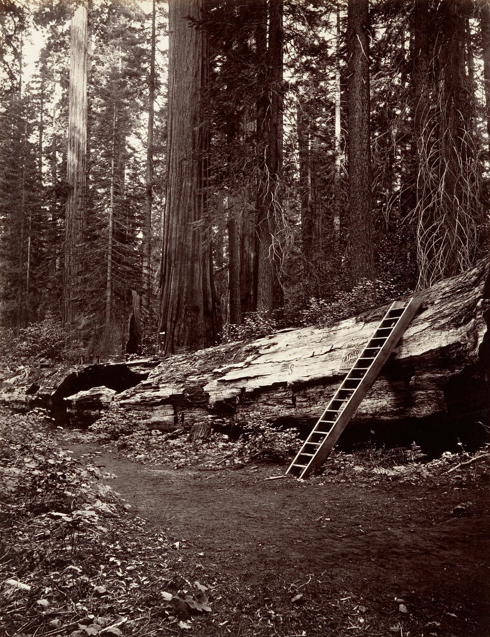 वन के पिता, 1865-66, मुद्रित सीए। 1876. द्वारा कार्लटन एम्मन्स वॉटकिंस