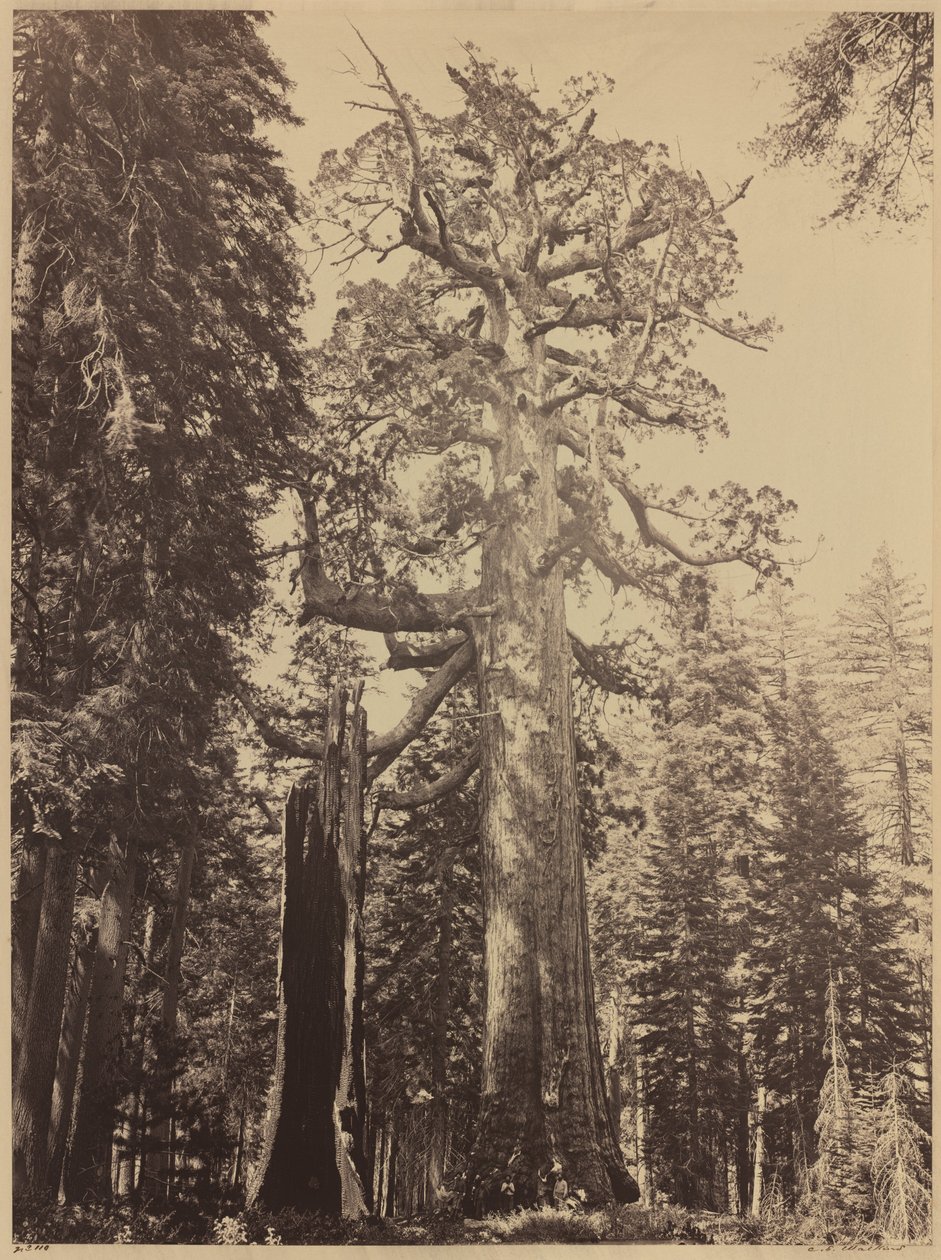 ग्रिजली जायंट, मारिपोसा ग्रोव, 1861। द्वारा कार्लटन एम्मन्स वॉटकिंस