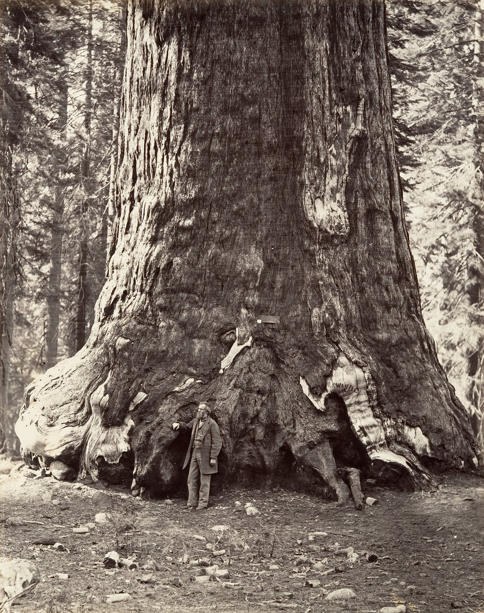 ग्रिजली जायंट का खंड, 101 फीट परिधि, 1865-66, मुद्रित सीए। 1876. द्वारा कार्लटन एम्मन्स वॉटकिंस