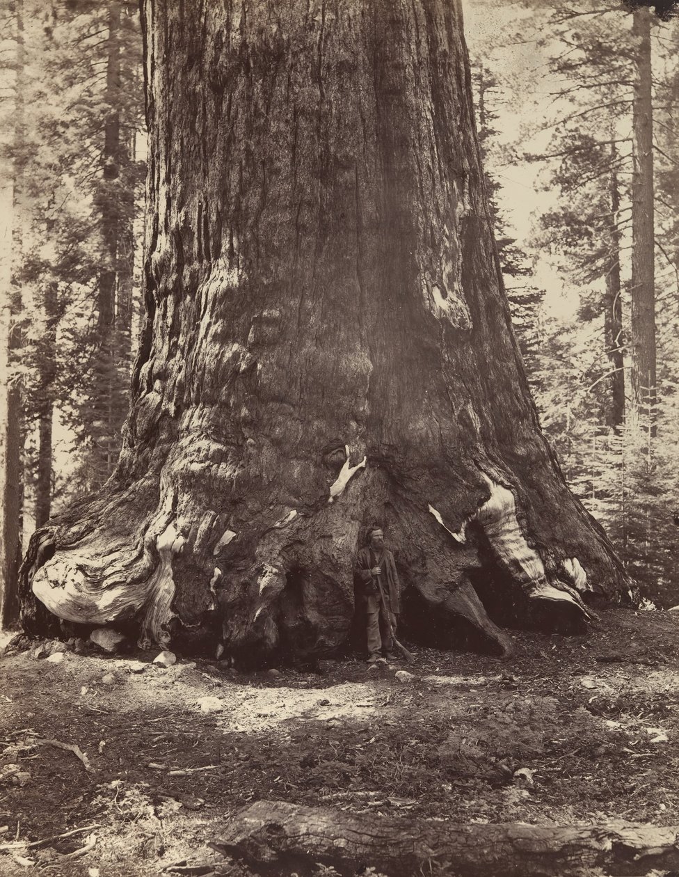 गैलेन क्लार्क, मारिपोसा ग्रोव, योसेमाइट, 1865-66, मुद्रित सीए के साथ ग्रिजली जायंट की धारा। 1876. द्वारा कार्लटन एम्मन्स वॉटकिंस