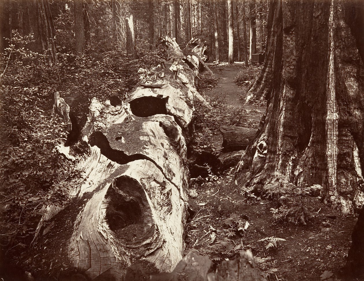वन के पिता, 112 फीट परिधि, कैलावरस ग्रोव, 1865-66, मुद्रित सीए। 1876. द्वारा कार्लटन एम्मन्स वॉटकिंस