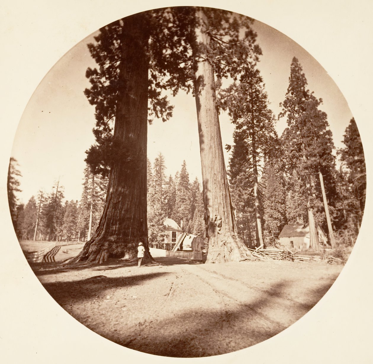 प्रहरी - कैलावरस ग्रोव, सीए। 1878. द्वारा कार्लटन एम्मन्स वॉटकिंस
