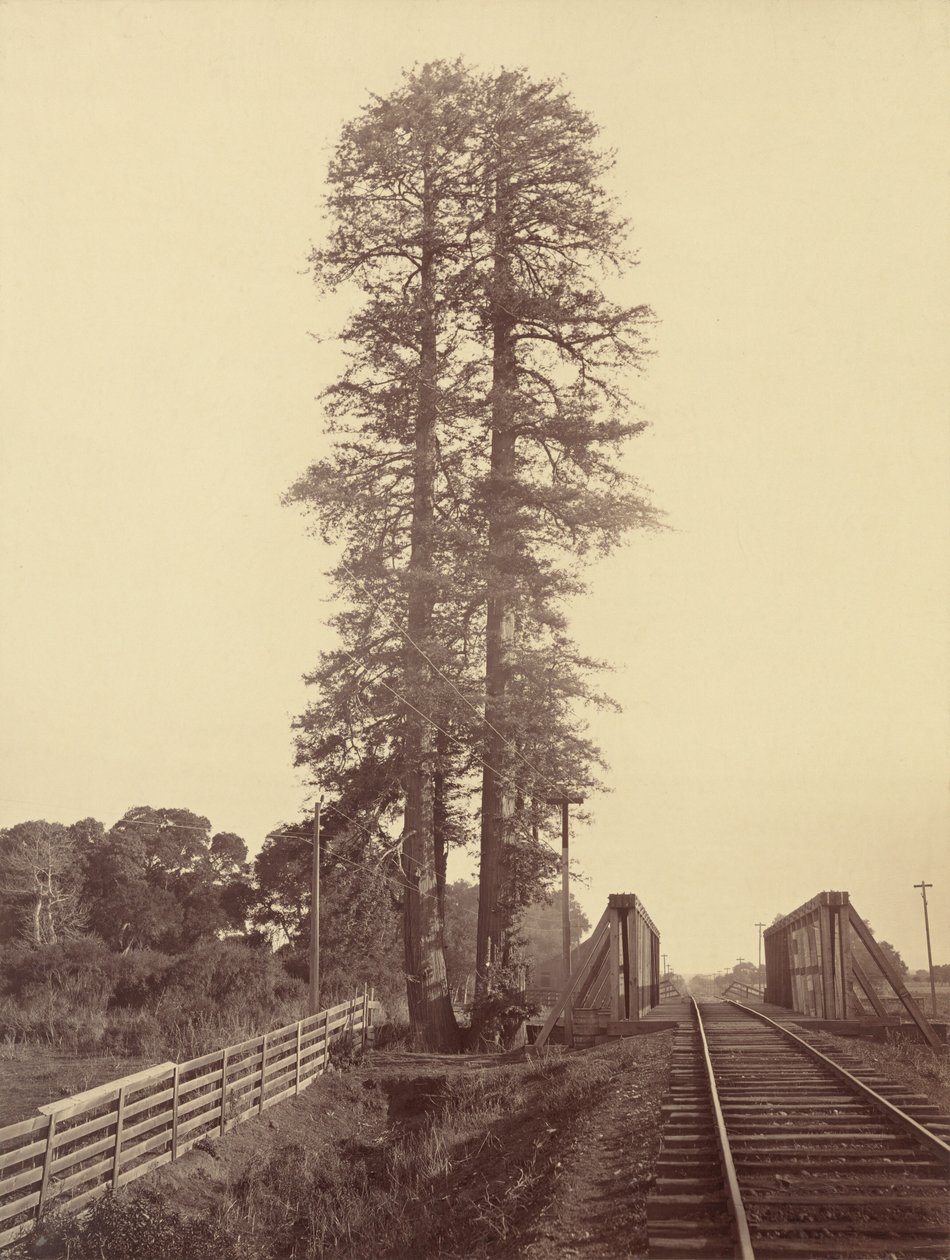 ट्विन रेडवुड्स, पालो अल्टो, 1870। द्वारा कार्लटन एम्मन्स वॉटकिंस