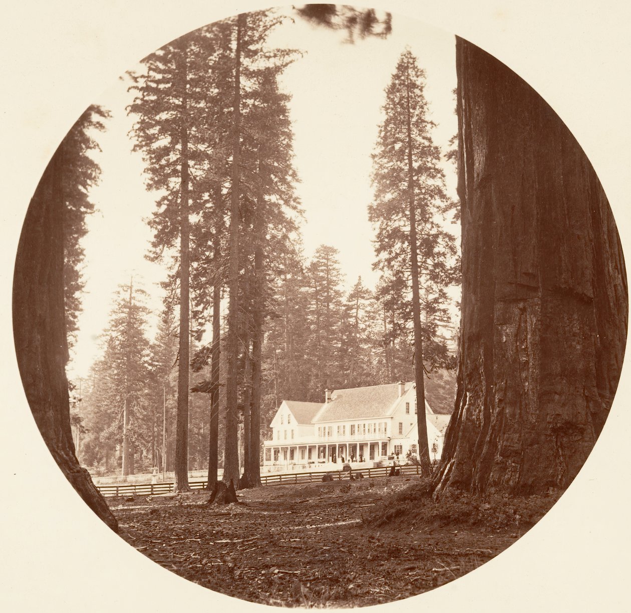 डब्ल्यूसी ब्रायंट - कैलावरस ग्रोव, सीए। 1878. द्वारा कार्लटन एम्मन्स वॉटकिंस