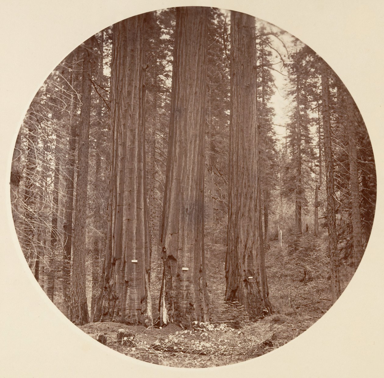 [योसेमाइट नेशनल पार्क, कैलिफ़ोर्निया], सीए। 1878. द्वारा कार्लटन एम्मन्स वॉटकिंस