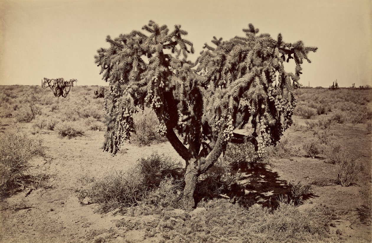  द्वारा कार्लटन वॉटकिंस