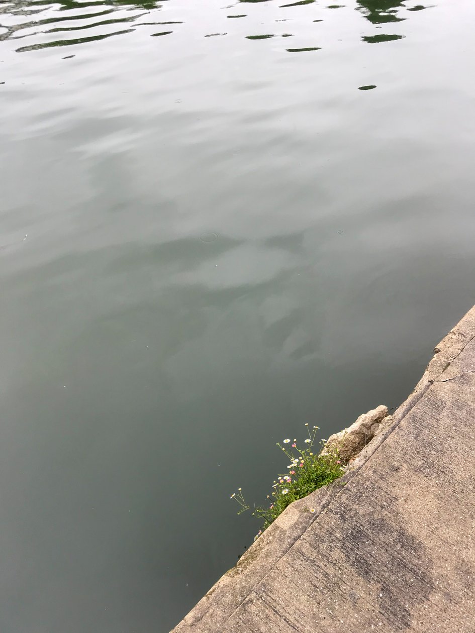  द्वारा सेसिल जेमेट