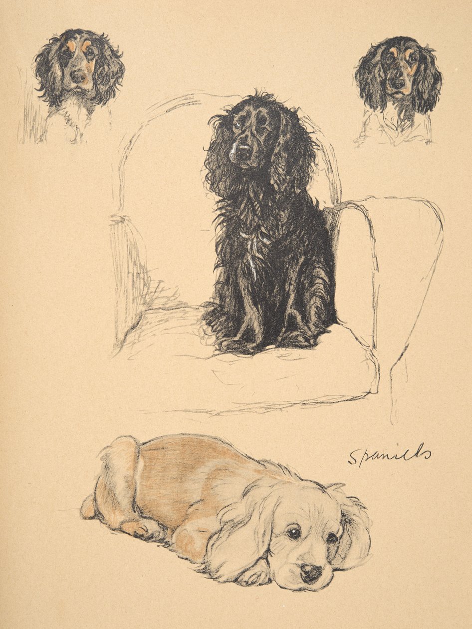 Spaniels, 1930, स्केच बुक से प्रकाशित चित्र &39;जस्ट फ्रेंड्स&39;, Aldin, सेसिल चार्ल्स विंडसर (1870-1935) के लिए उपयोग किया गया, बाद में Eyre और Spottiswoode Limited, 1934, Chalk और Charcoal o द्वारा प्रकाशित किया गया द्वारा सेसिल चार्ल्स विंडसर एल्डिन