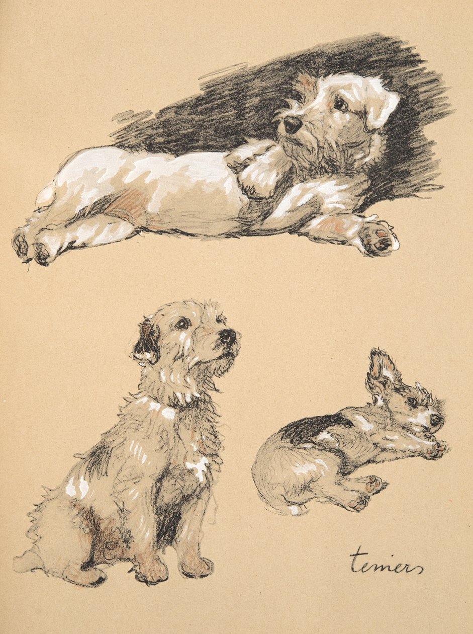 टेरियर्स, 1930, स्केच बुक से प्राप्त चित्र &39;जस्ट फ्रेंड्स&39;, एल्डिन, सेसिल चार्ल्स विंडसर (1870-1935) के लिए उपयोग किए गए, बाद में आईरे एंड स्पोटिसवोड लिमिटेड, 1934, चॉक और चारकोल ओ द्वारा प्रकाशित द्वारा सेसिल चार्ल्स विंडसर एल्डिन