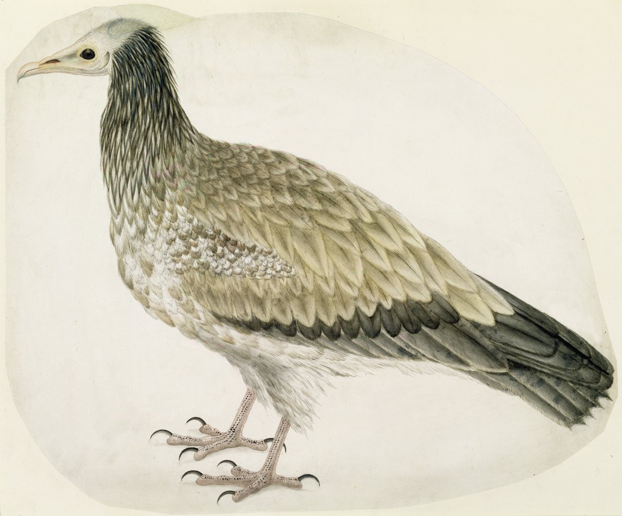 मिस्र के गिद्ध, c.1736 (स्याही, wc और ग्रेफाइट के साथ कागज पर खरोंच) द्वारा चार्ल्स कोलिन्स