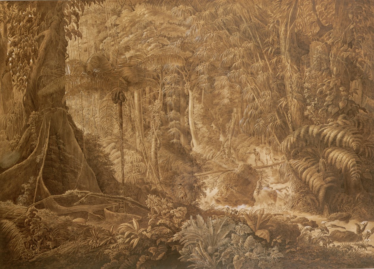 ब्राजील का कुंआरा जंगल, c.1819 द्वारा चार्ल्स कोम्टे डे क्लेरैक