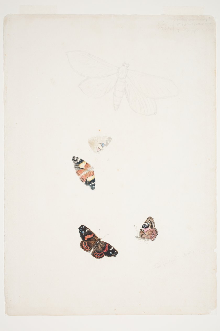 न्यूजीलैंड Moths द्वारा चार्ल्स हीफी