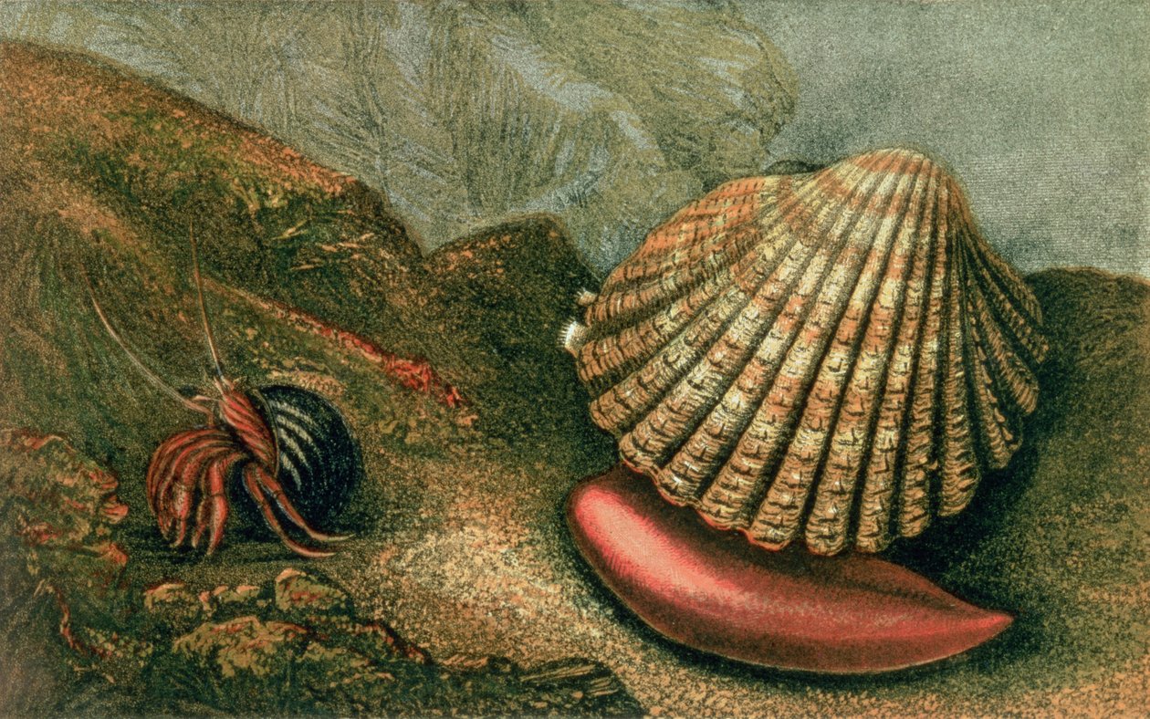 कार्डिअम रुस्तिकम और पैगुरुस बर्नहर्दी एक पेरिविंकल शेल में, &39;ग्लॉउसस एंड द वंडर्स ऑफ द शोर&39; में चार्ल्स किंग्सले द्वारा लिखित और सचित्र हैं। द्वारा चार्ल्स किंग्सले