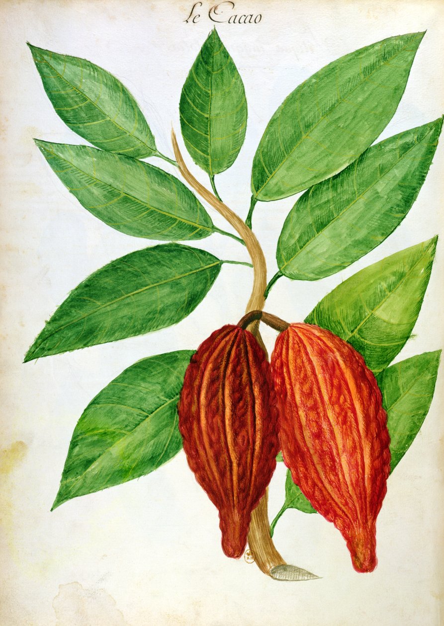 एंटीलिज में पौधों और सभ्यता पर पांडुलिपि से Cacao, c.1686 द्वारा चार्ल्स प्लमियर