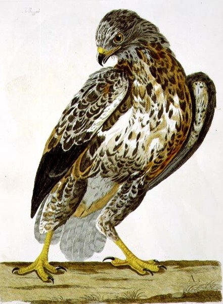 पीटर माज़ेल (fl.1761-97) 1766 (उत्कीर्णन) द्वारा उकेरी गई 'द ब्रिटिश जूलॉजी, क्लास II: बर्ड्स' से बज़र्ड (ब्यूटियो ब्यूटियो) प्लेट द्वारा चार्ल्स (बाद) कोलिन्स