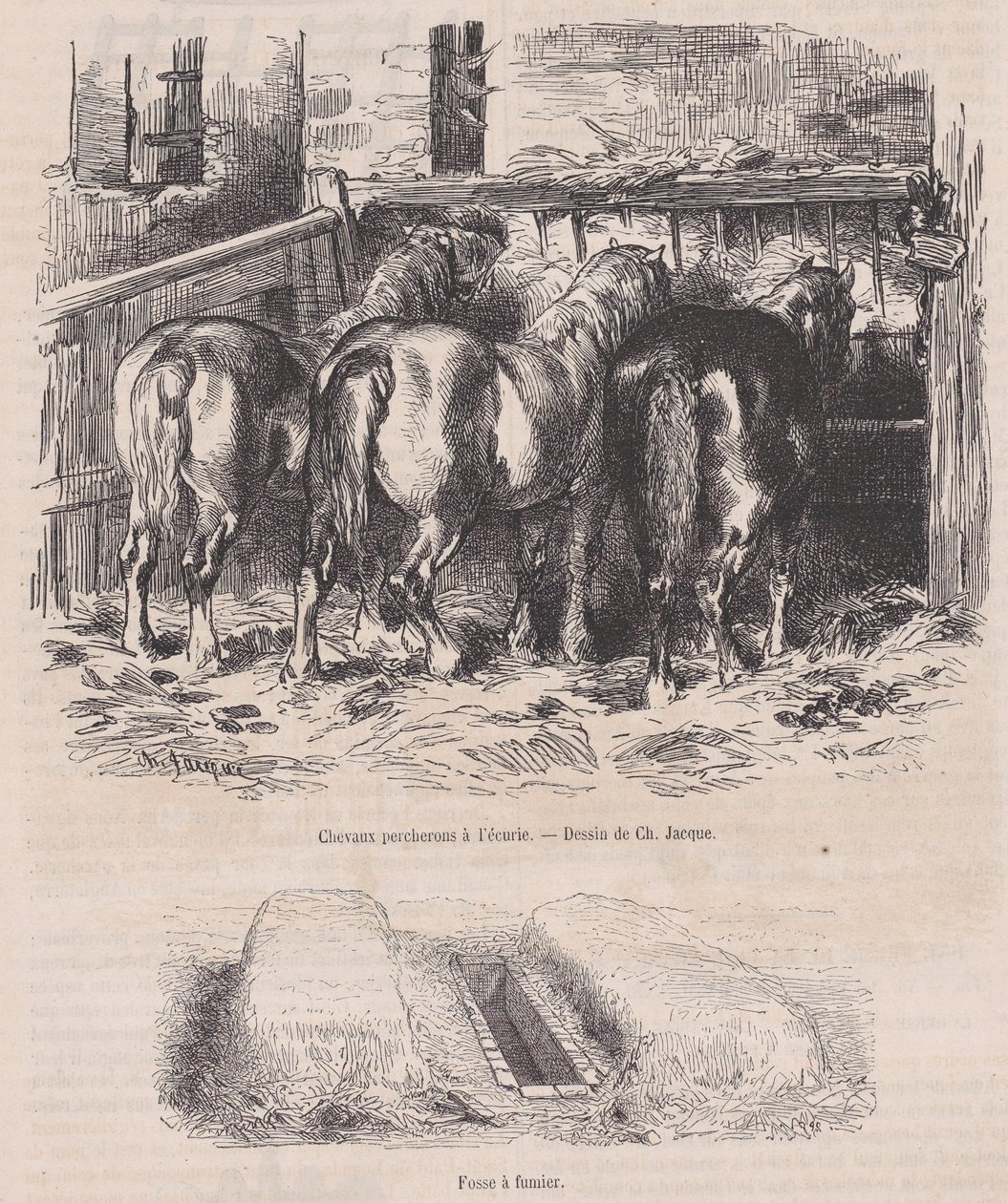 मैगासिन पित्तोरेस्क, सीए से स्थिर, गोबर के गड्ढे में पेचेरॉन घोड़े। 1852., सीए। 1852. द्वारा चार्ल्स एमिले जेक