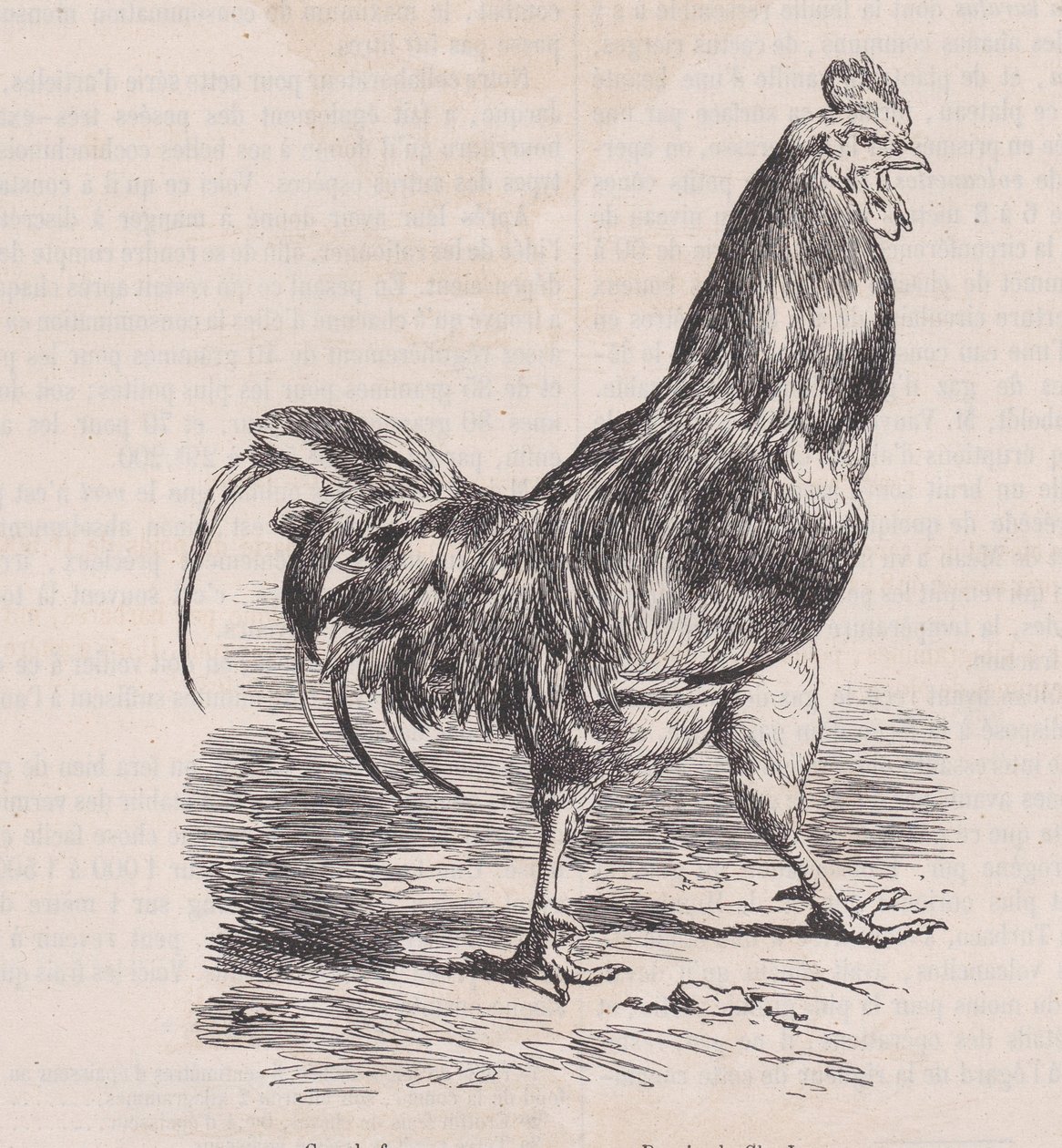 फार्म रोस्टर, सामान्य नस्ल।, मैगासिन पित्तोरेस्क से, सीए। 1852. द्वारा चार्ल्स एमिले जेक