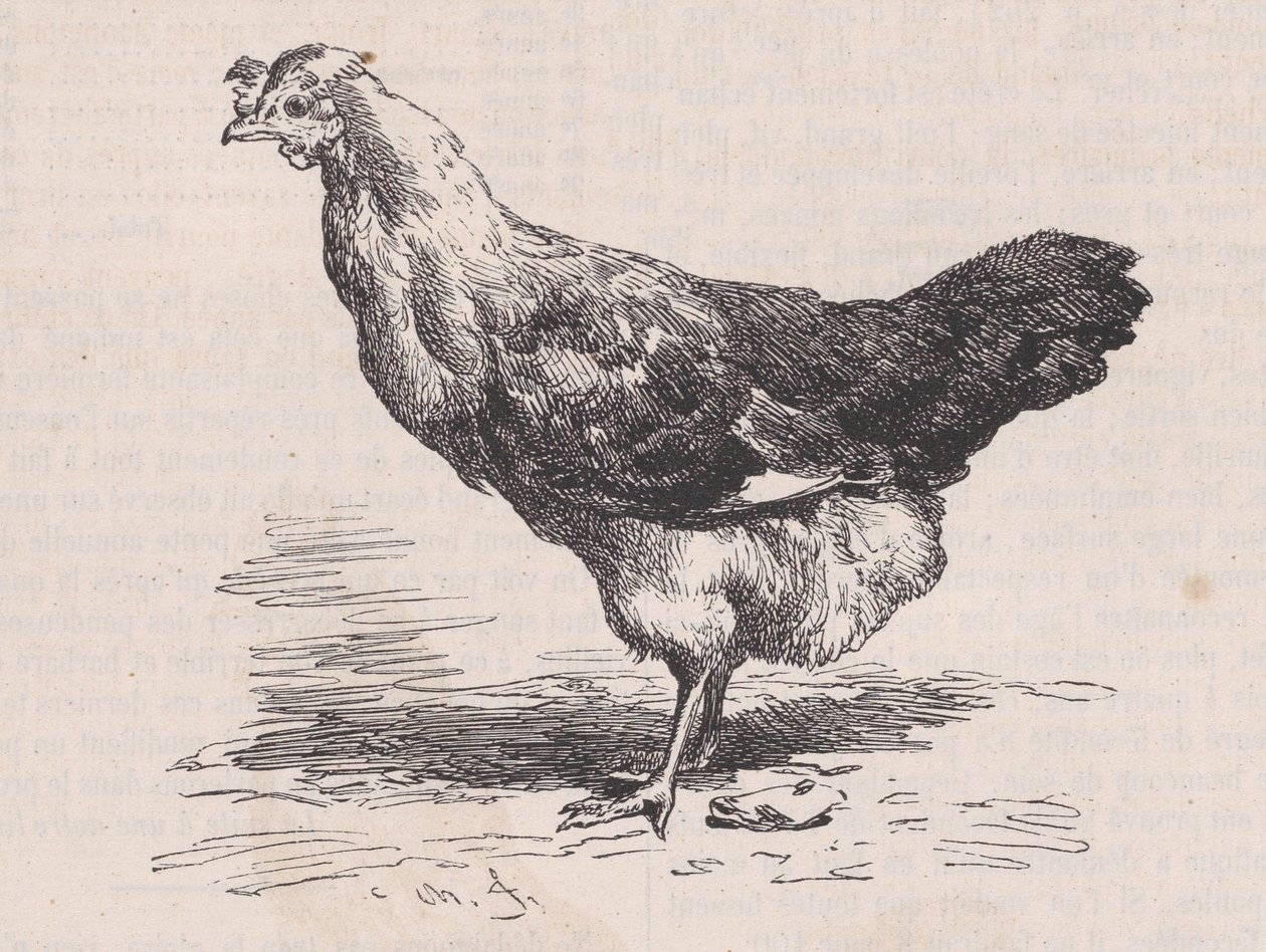 साधारण फ्रेंच मुर्गी, खराब परत।, मैगासिन पित्तोरेस्क से, सीए। 1852. द्वारा चार्ल्स एमिले जेक